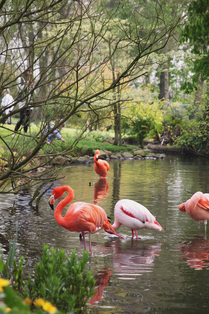 Coton Manor Gardens, Flamingos