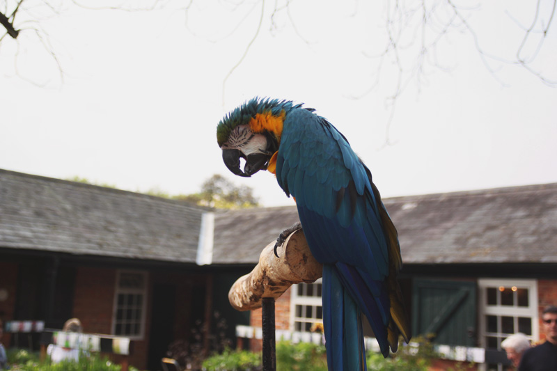 Coton Manor Gardens, Blue Macaw