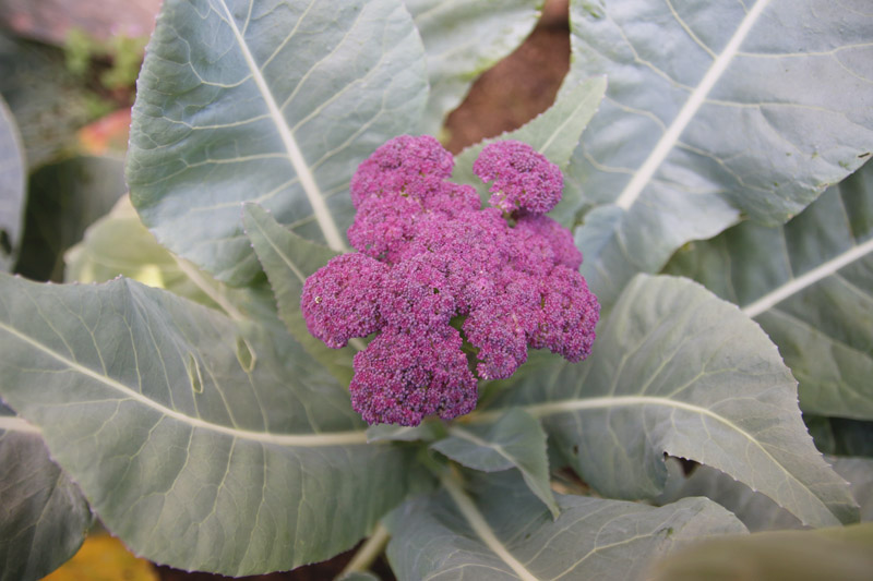 Vegetable Garden, Purple Cauliflower