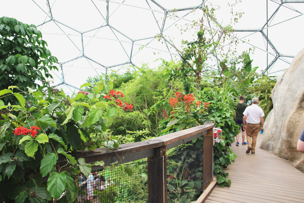 The Rainforest Biome, The Eden Project