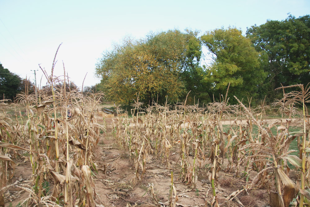 Corn at PYO Pumpkins, Kent