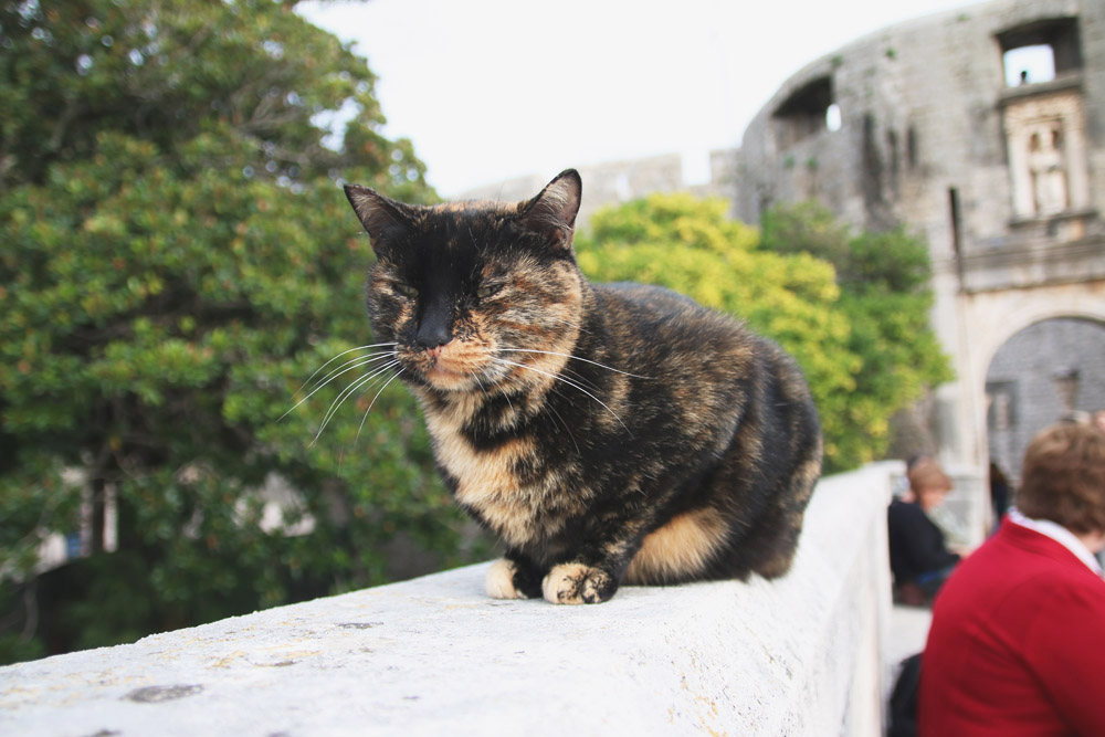 Old City Dubrovnik Cats