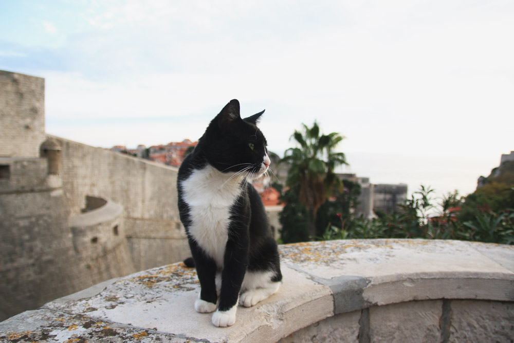 Dubrovnik Cat, Croatia