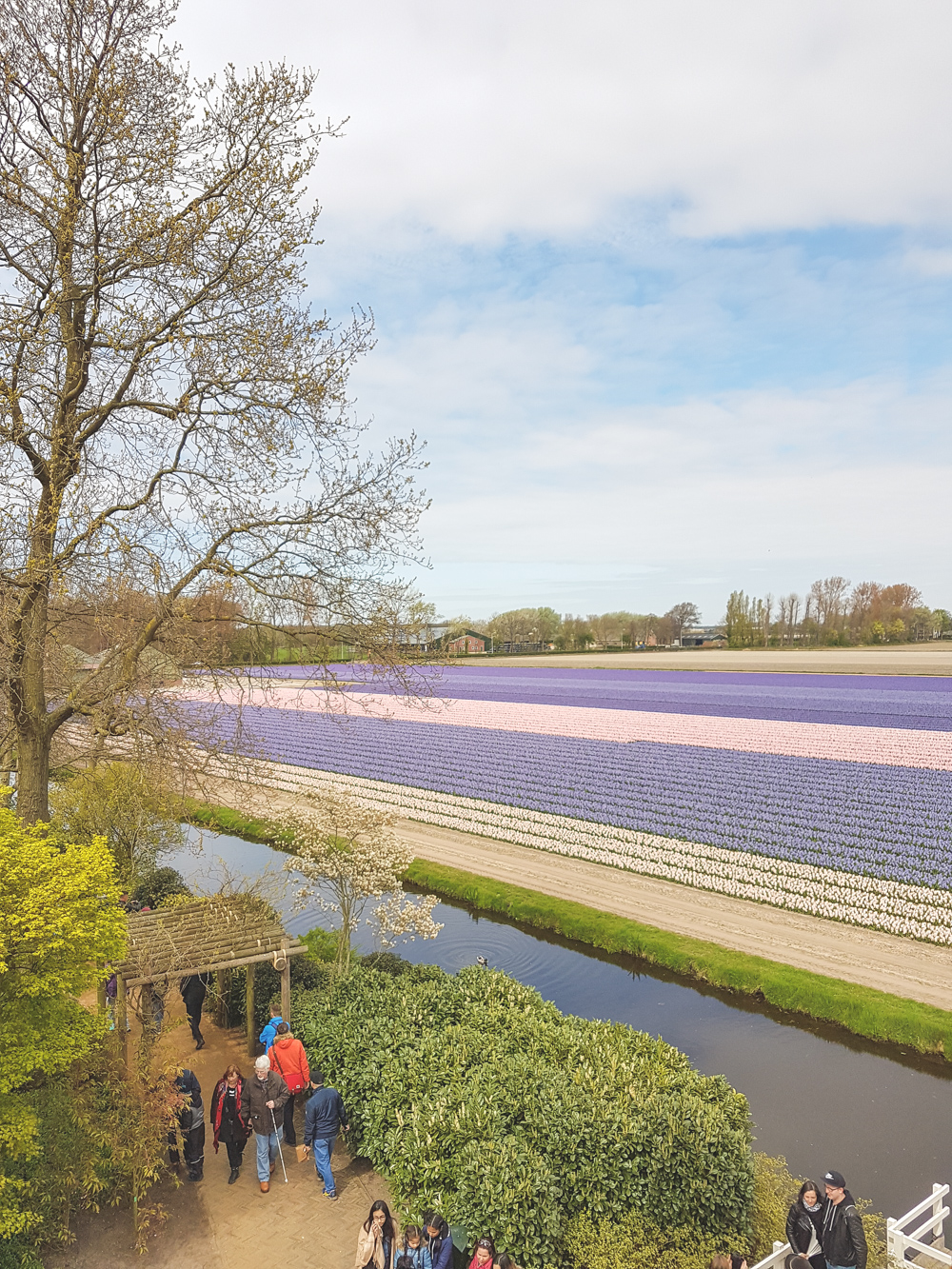 Field of Hyacinths at Keukenhof Gardens, Holland