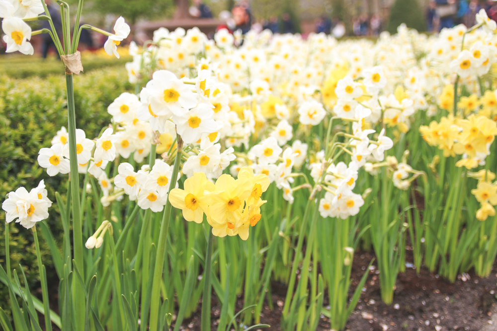 Daffodills at Keukenhof Gardens, Holland