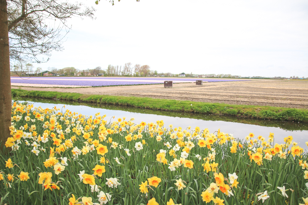 Spring Flowers at Keukenhof Gardens, Holland