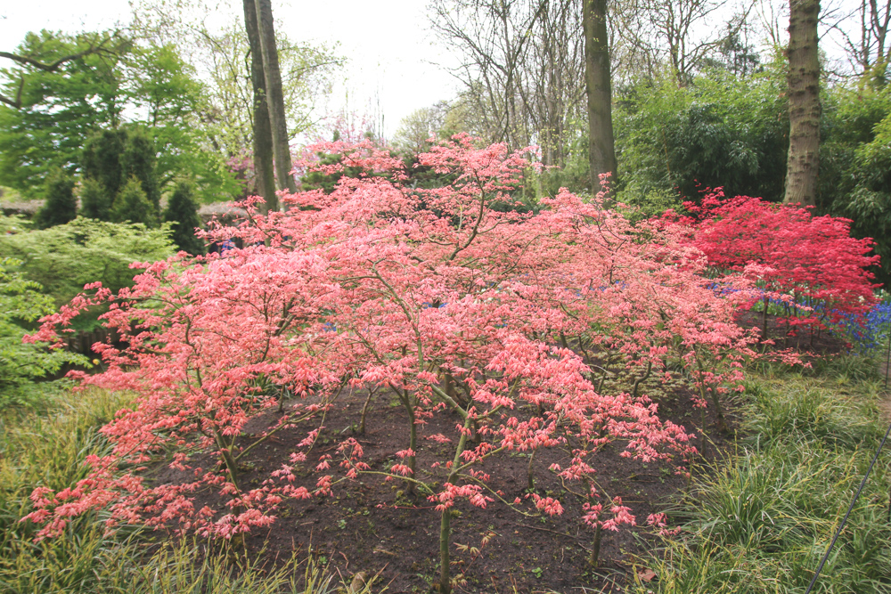 Pink Acer at Keukenhof Gardens, Holland