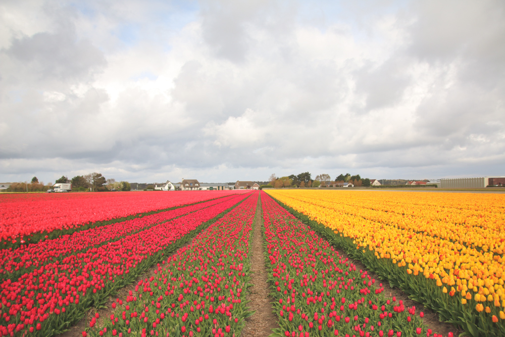 Tulip Fields in Holland, The Netherlands