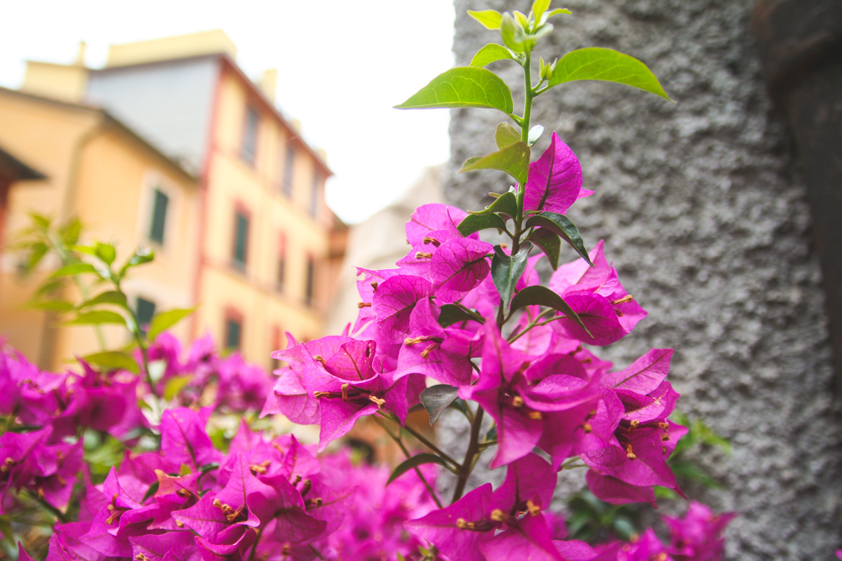 Bougainvillea Flowers in Portofino, Liguria, Italy