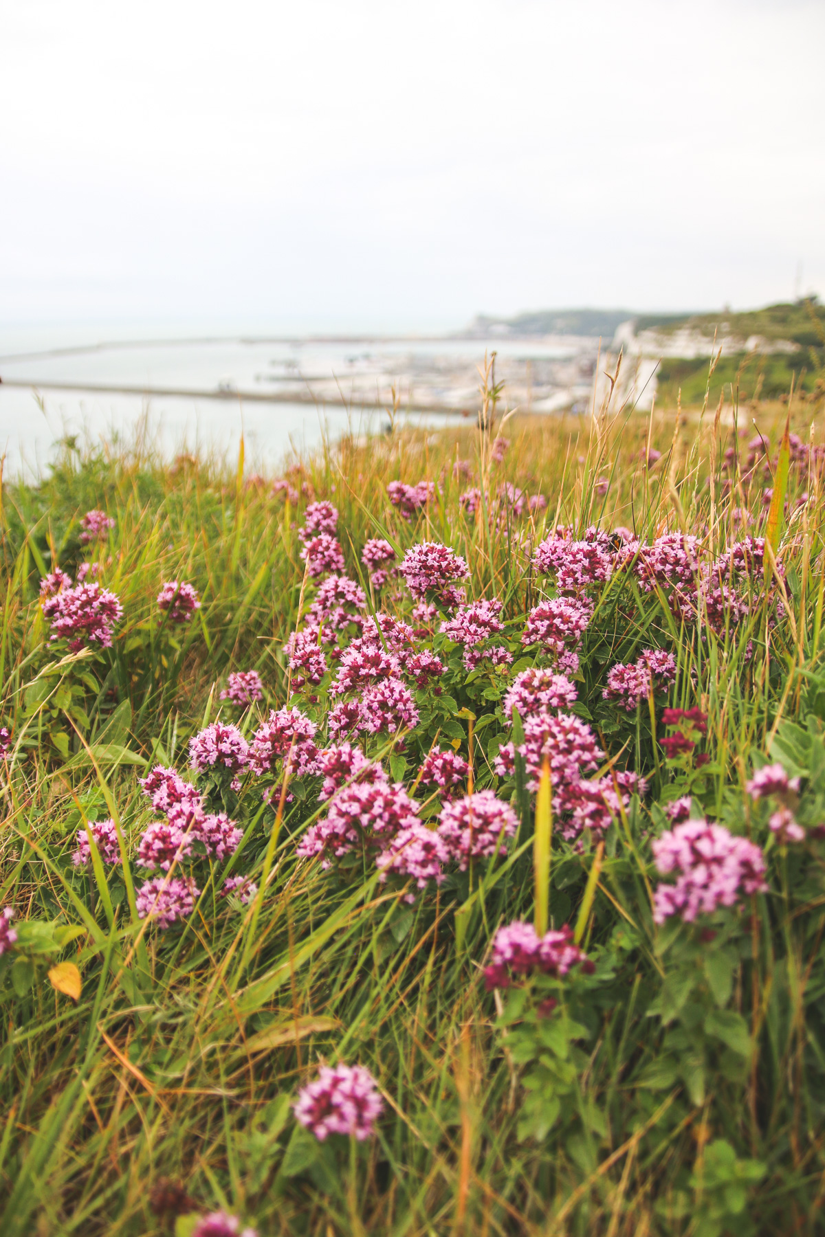 Flowers at White Cliffs of Dover