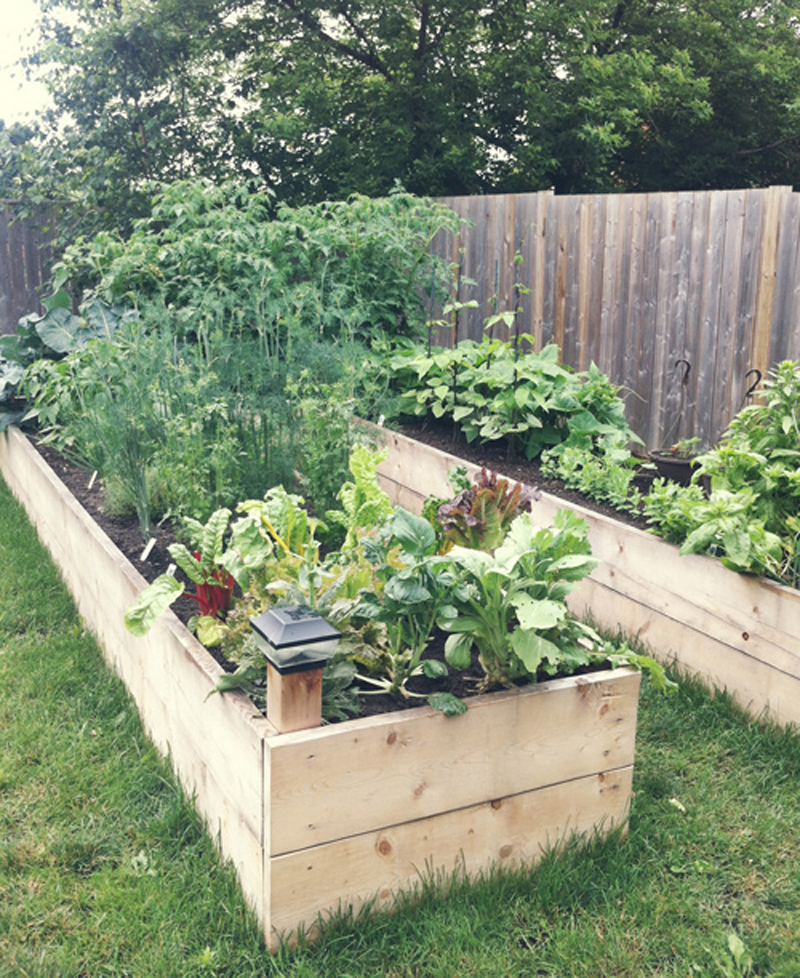 backyard-raised-garden