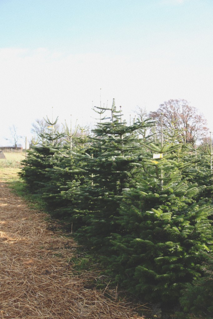 At The Christmas Tree Farm April Everyday
