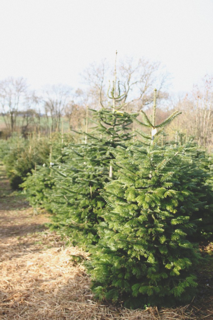 At The Christmas Tree Farm April Everyday