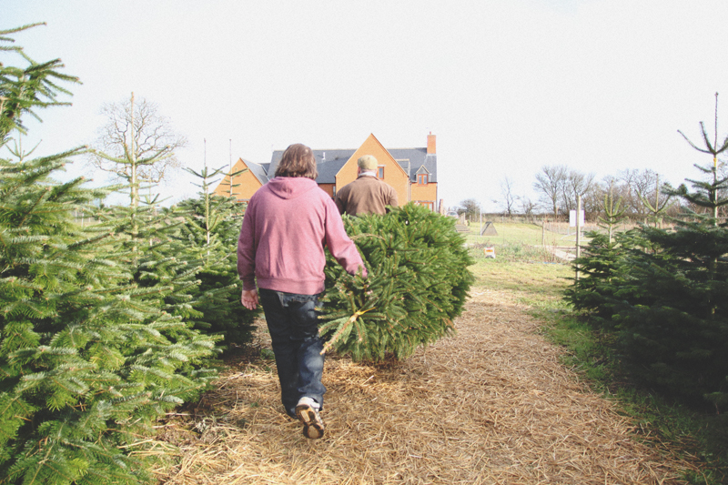 At The Christmas Tree Farm - April Everyday