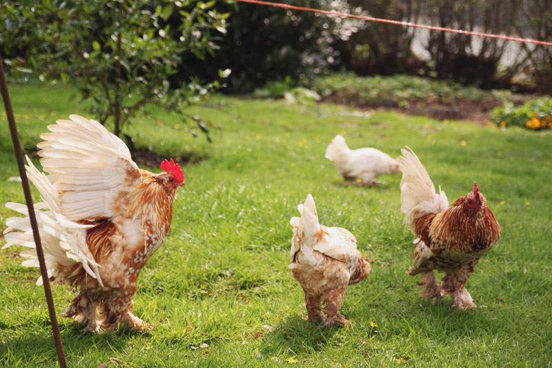 Coton Manor Gardens Bantams