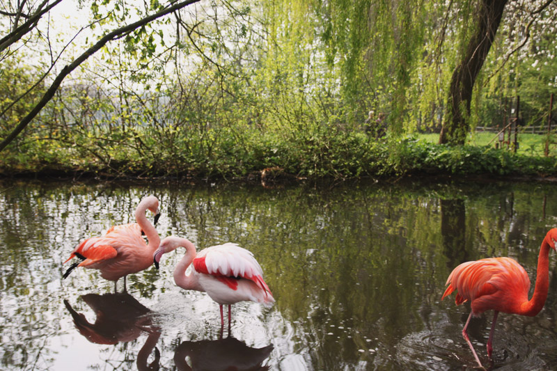 Coton Manor Gardens, Flamingos