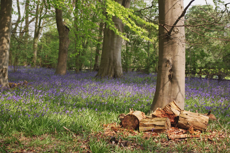 Coton Manor Gardens - The Bluebell Wood