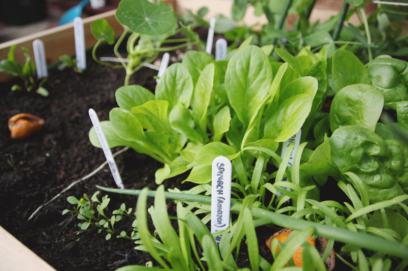 Raised Vegetable Garden