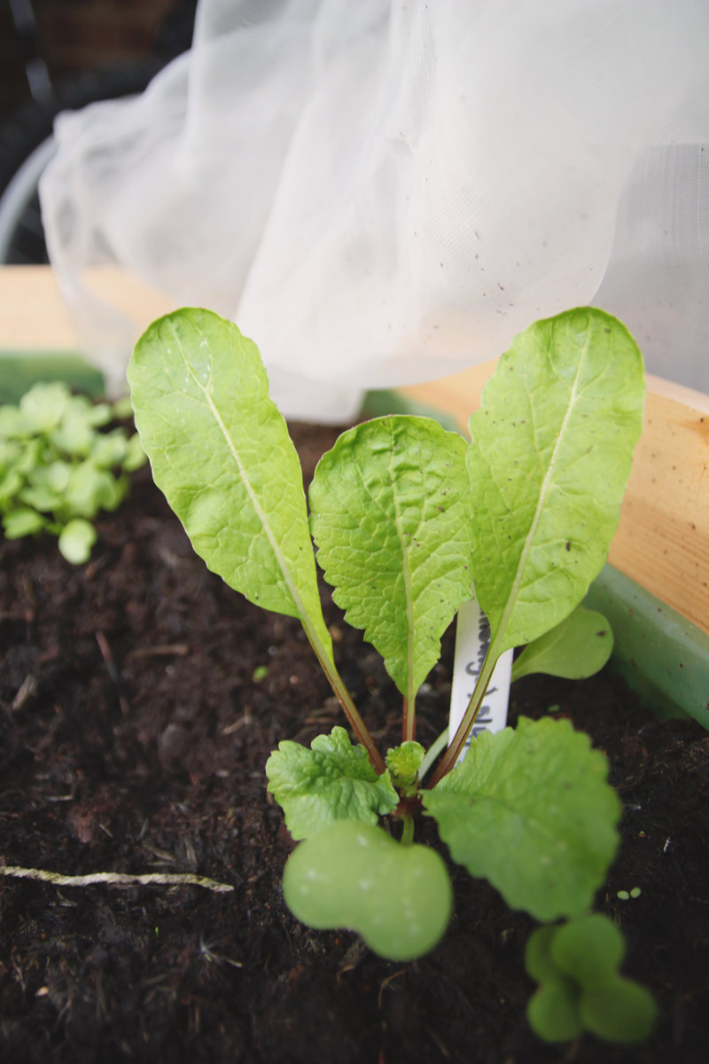 Raised Vegetable Garden Radish