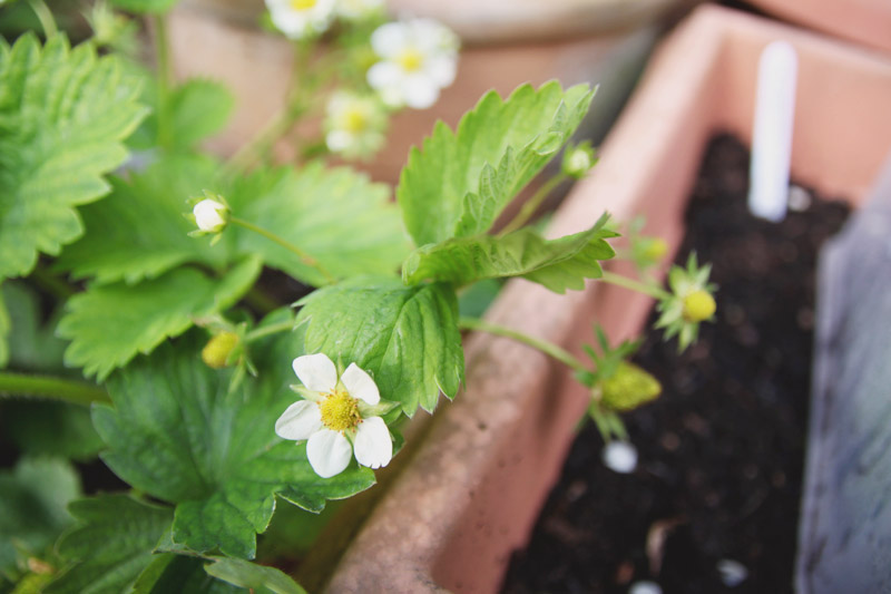 Raised Vegetable Garden Strawberries