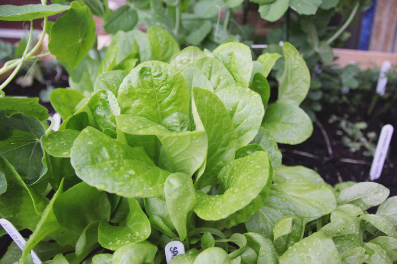 Raised Vegetable Garden Lettuce