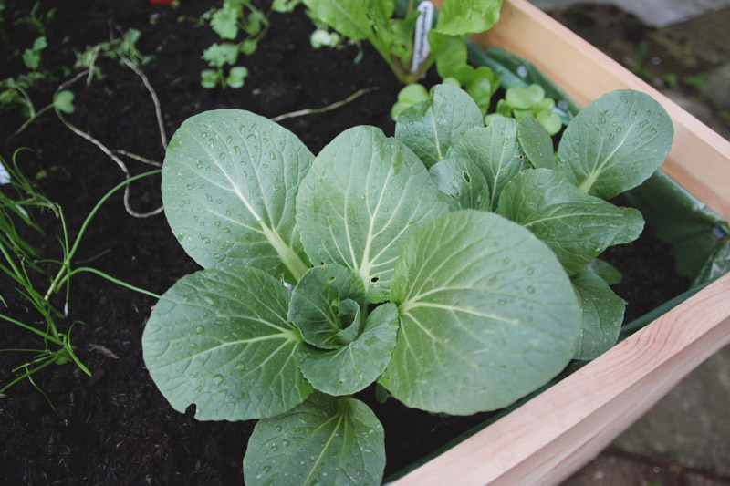 Raised Vegetable Garden Pak Choi