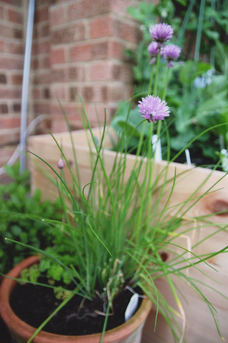 Raised Vegetable Garden Chives