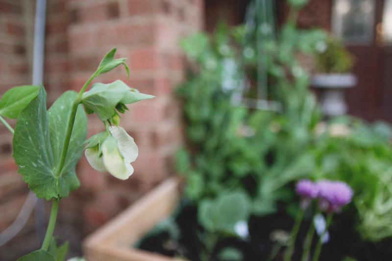 Raised Vegetable Garden Peas