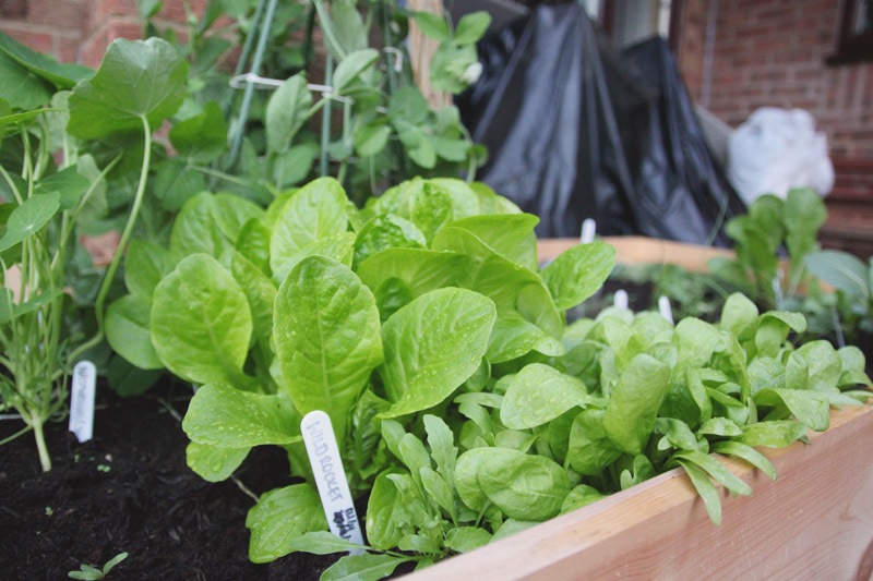 Raised Vegetable Garden Lettuce