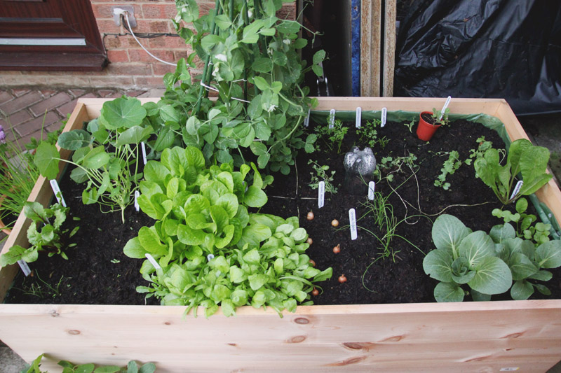 Raised Vegetable Garden