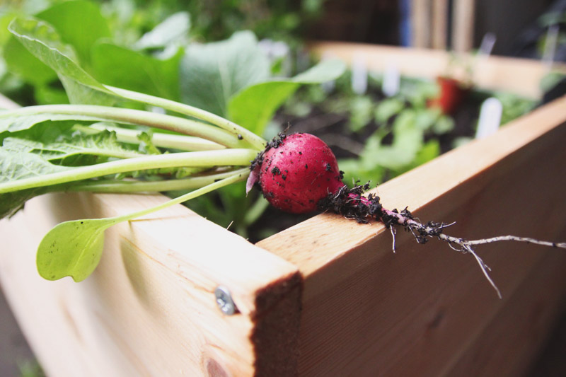 Raised Vegetable Garden Harvest Radish