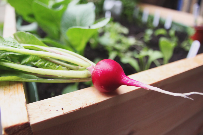 Raised Vegetable Garden Radish