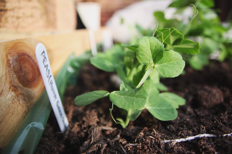 Vegetable Garden - Peas