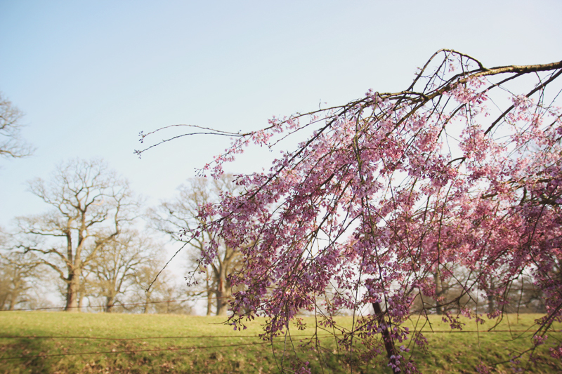 Woburn Abbey Gardens