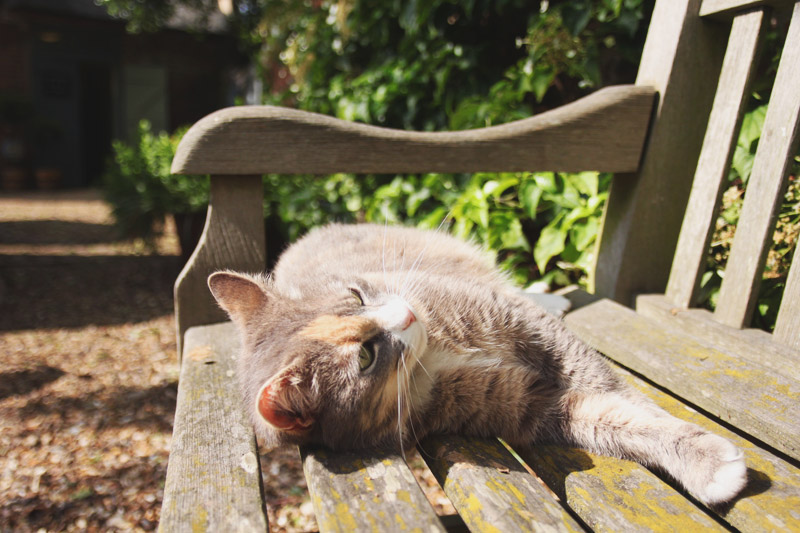 Peckover House & Gardens