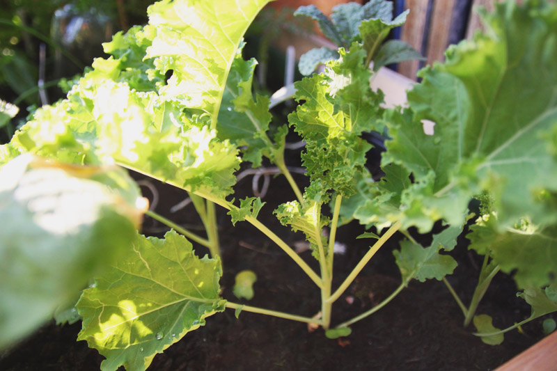 Raised Vegetable Garden Kale