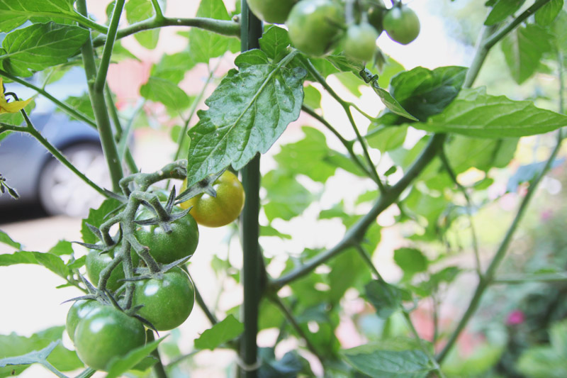 Raised Vegetable Garden Tomatoes