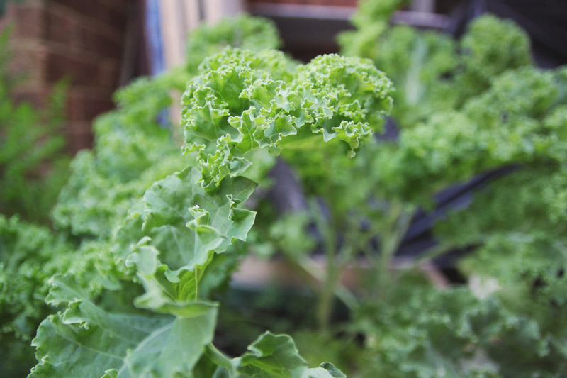 Raised Vegetable Garden Kale