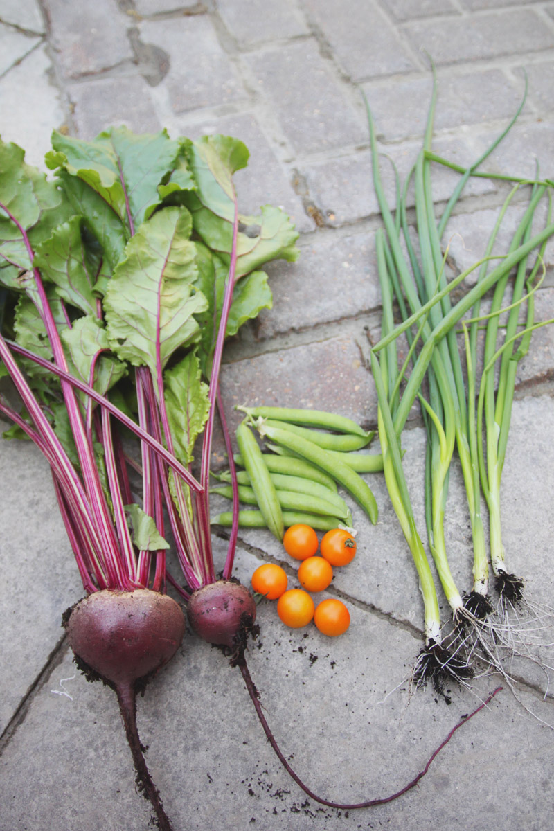 April Everyday July Harvest: Beetroot, Peas, Tomatoes & Spring Onions