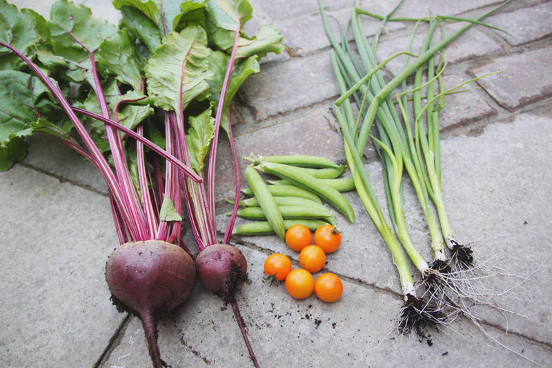 April Everyday July Harvest: Beetroot, Peas, Tomatoes & Spring Onions