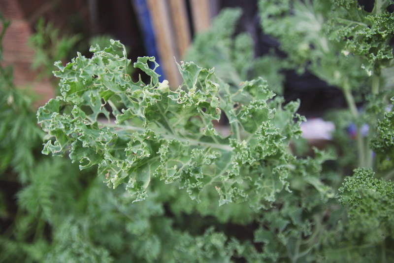 Raised Vegetable Garden Kale