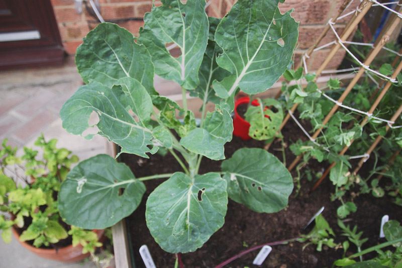 Raised Vegetable Garden Brussels Sprouts