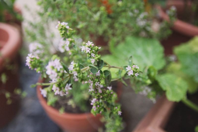 Oregano Flowers