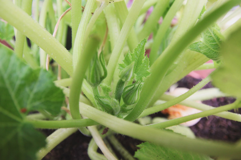 Container Garden Zucchini/Courgette