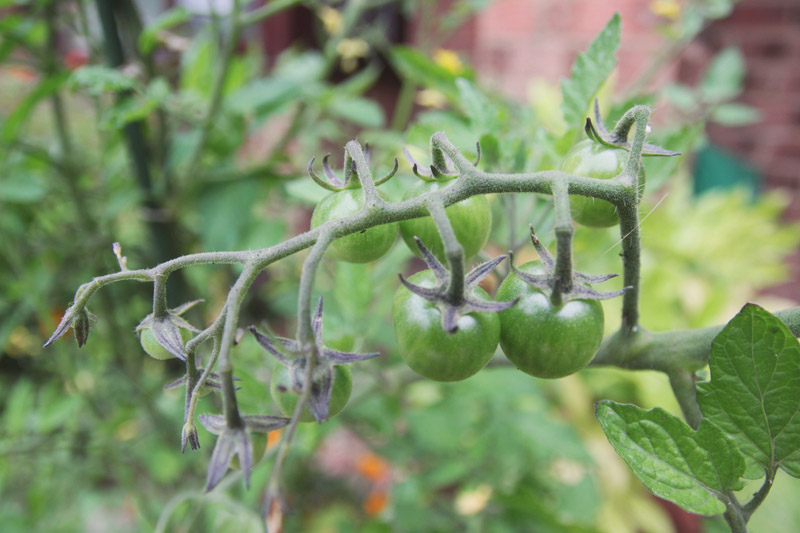 Raised Vegetable Garden Tomato 'Sungold' 