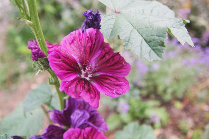 Summer Flowers