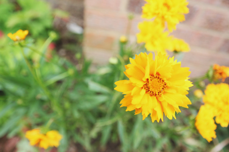 Summer Flowers