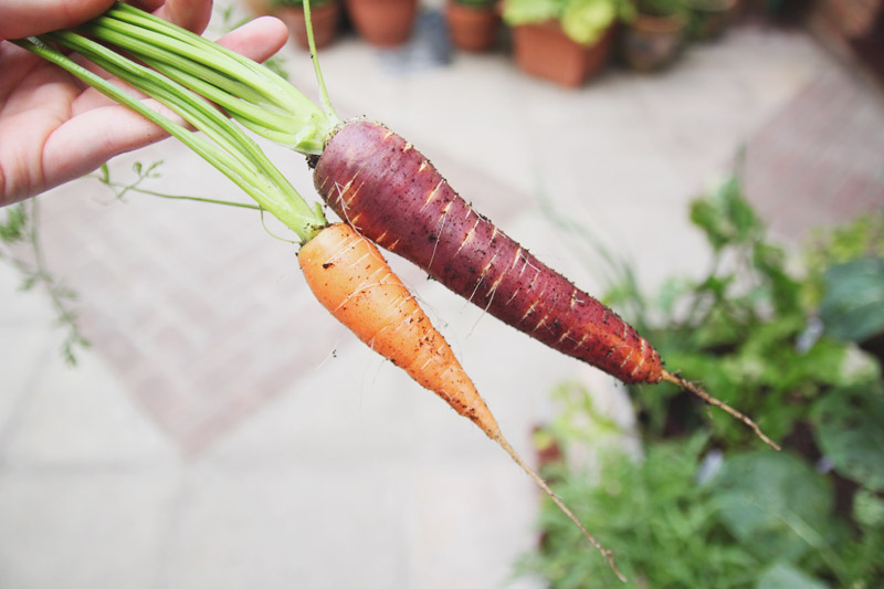 Raised Vegetable Garden Carrots: Nantes & Purple Haze