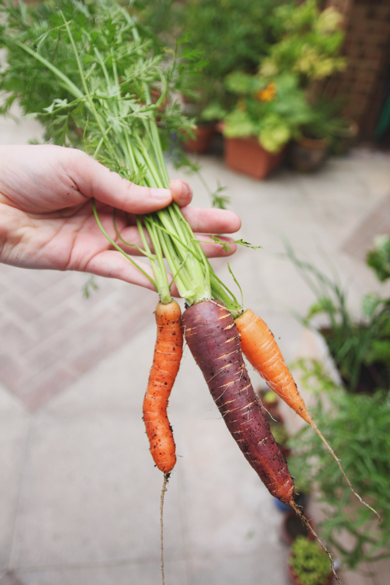 Raised Vegetable Garden Carrots: Amesterdam 2, Purple Haze and Nantes