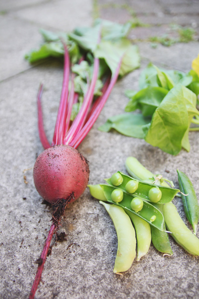June Harvest - Beet, Peas & Spinach